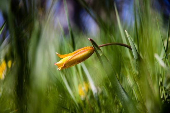 Tulipe sauvage
