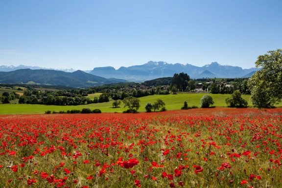 Coquelicots du Trièves