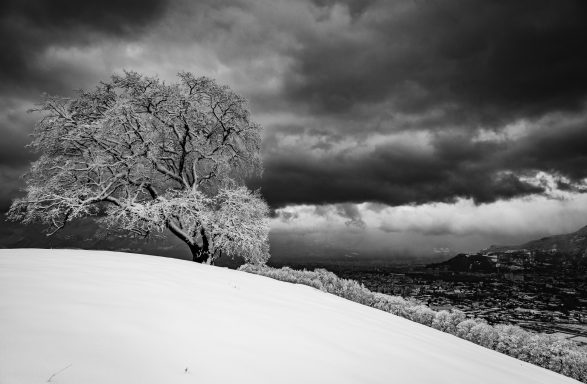 Neige fraiche sur le chêne de Venon
