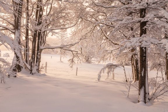 Forêt de Léoncel